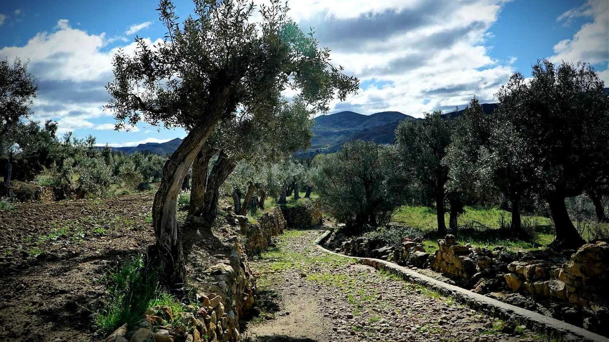Die Wiederbelebung des Olivenanbaus in Aragn soll die Landflucht in Spanien  eindmmen | Olive Oil Times