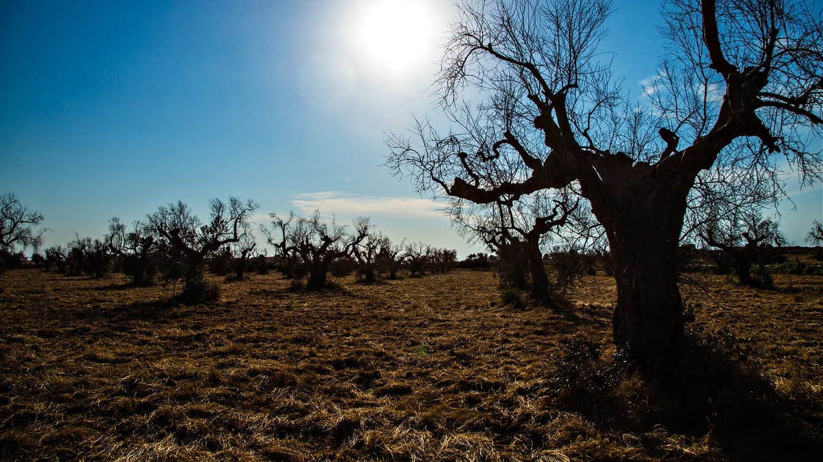 In der von Xylella heimgesuchten Region Apulien werden neue Olivenbume  gepflanzt | Olive Oil Times