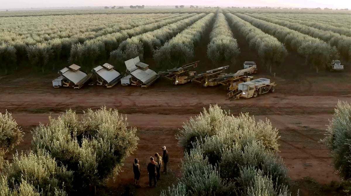 Landwirte in Australien freuen sich auf eine reiche Ernte | Olive Oil Times