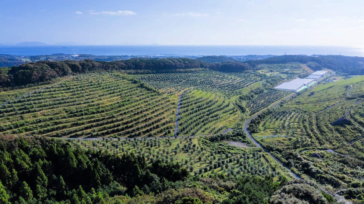 How an Experimental Farm in Japan Gave Rise to Award-Winning Olive