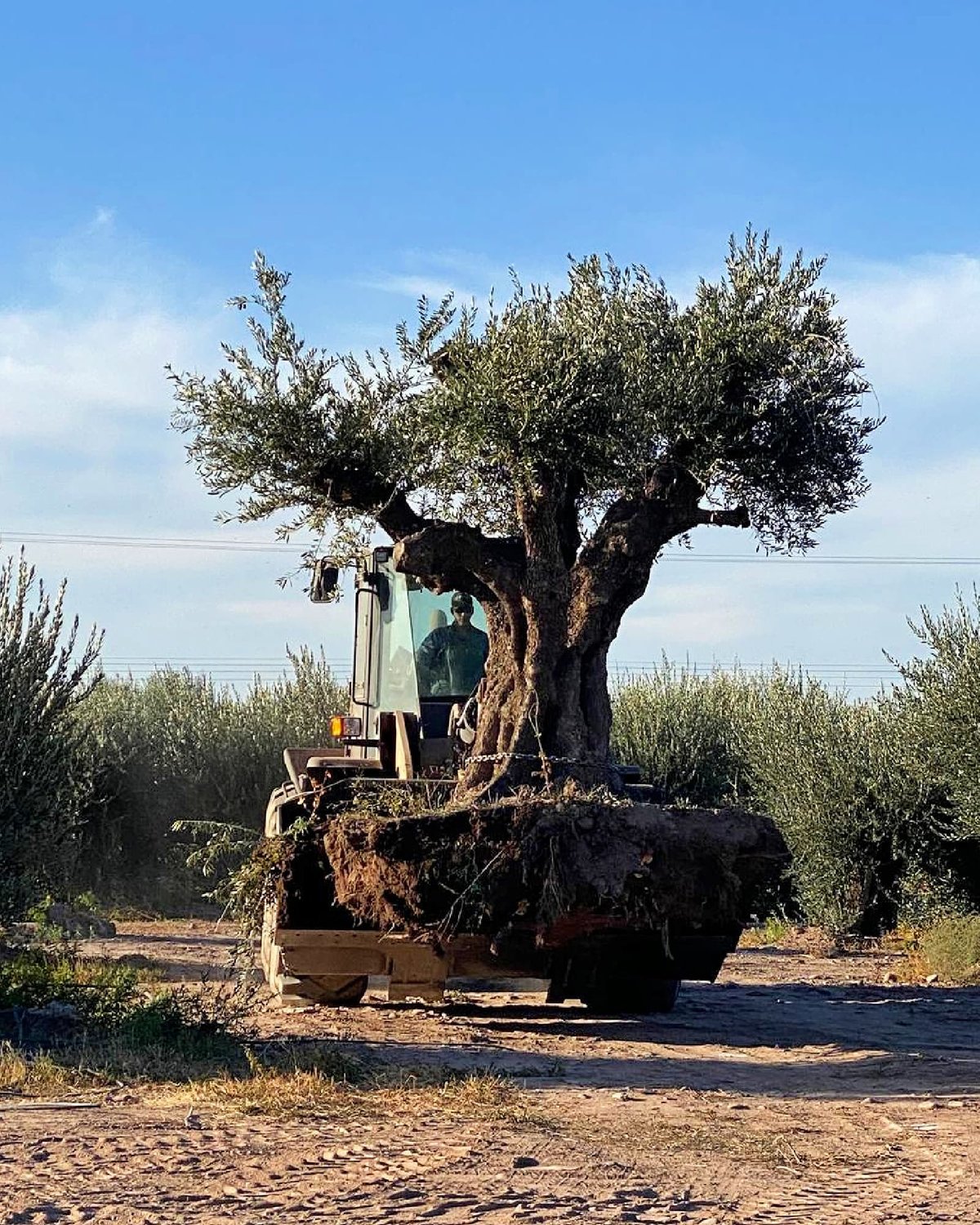 メンドーサの古木オリーブの聖域 | Olive Oil Times