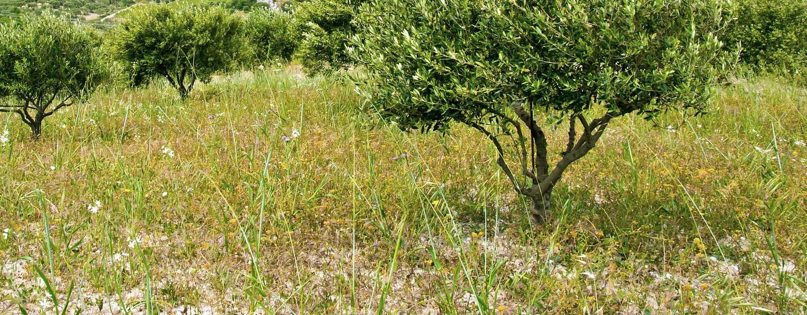 Eine bessere Methode zur Bekmpfung von Wildolivenbumen in Australien |  Olive Oil Times