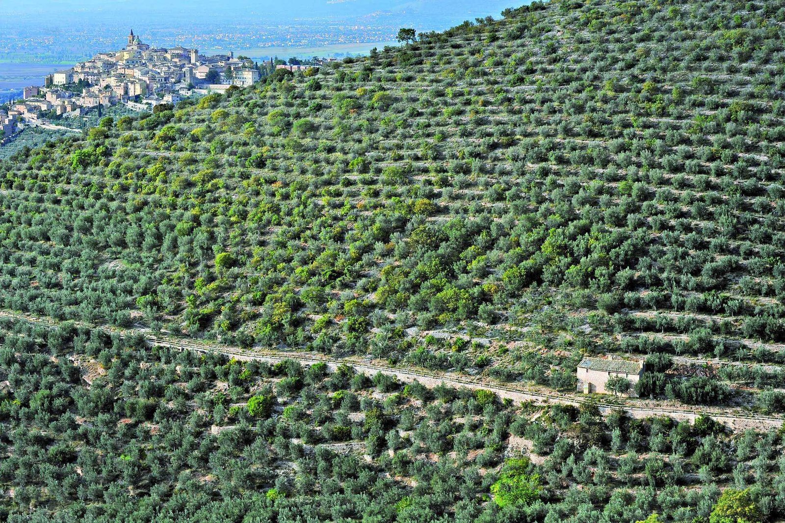 Olive Oil Times