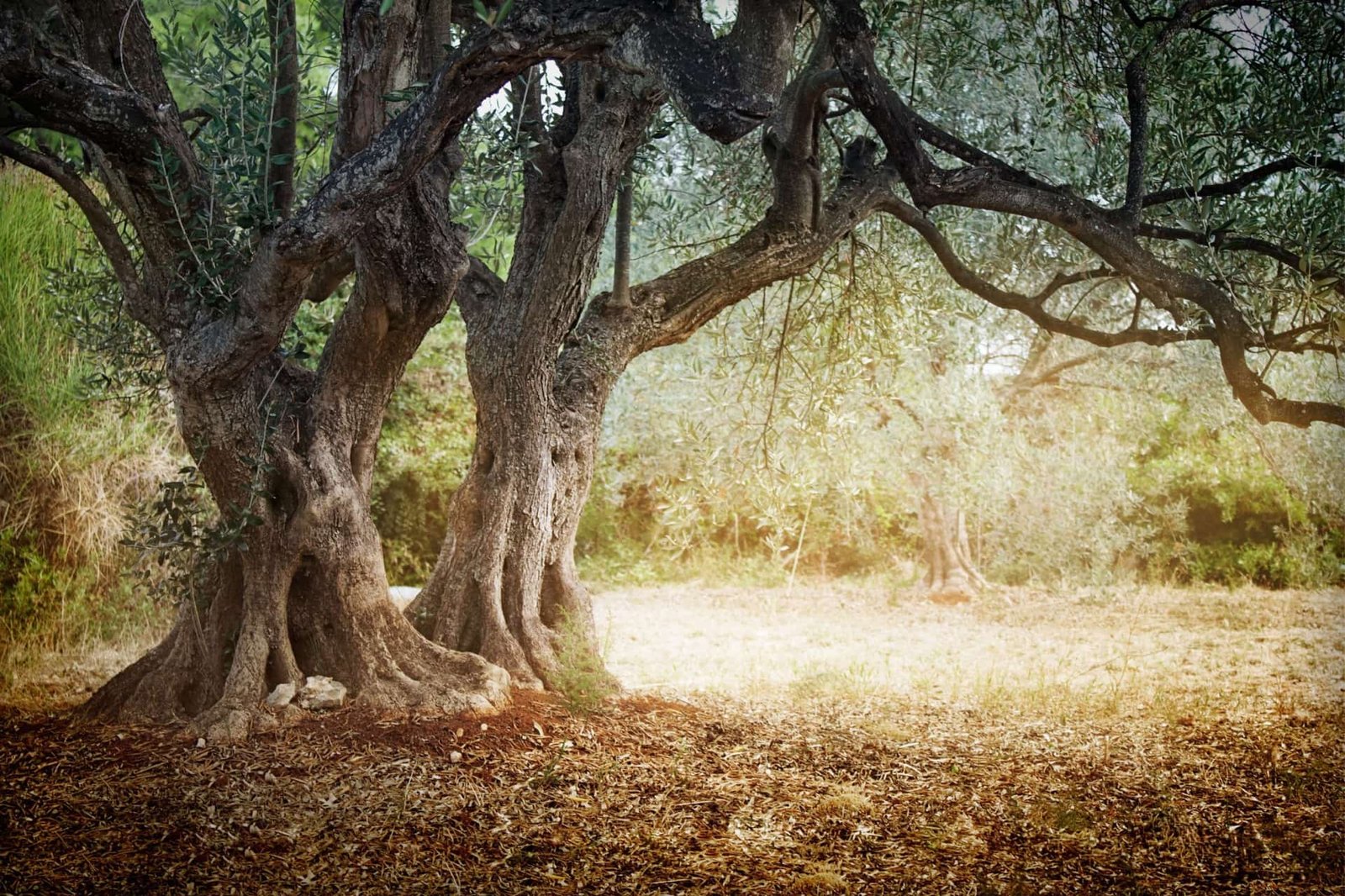 Spanische Olivenbauern ersetzen jahrhundertealte Bume durch junge | Olive  Oil Times