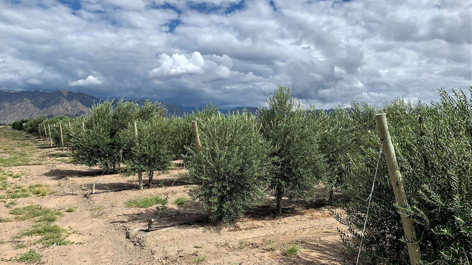 Drre lsst eine schwache Ernte in Argentinien erwarten | Olive Oil Times