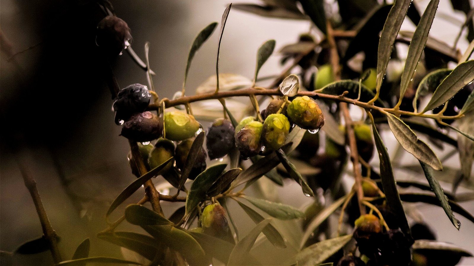 Studie enthllt, wie ein tdlicher Erreger Olivenbume befllt | Olive Oil  Times