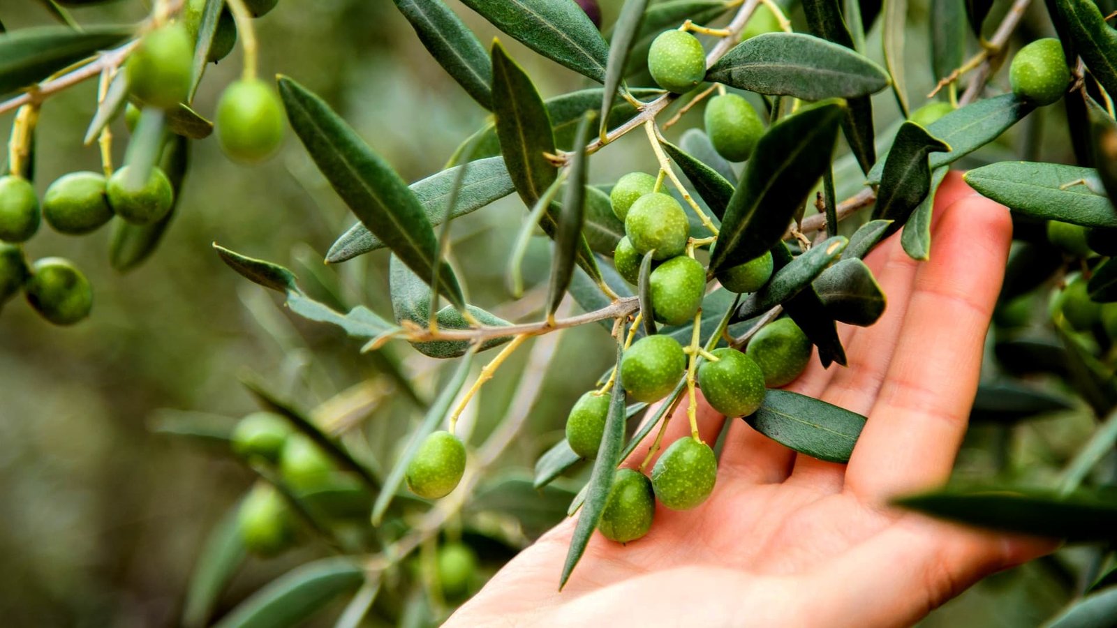 Forscher identifizieren drei Oliven-Sorten, die gegen einen weit  verbreiteten Pilz resistent sind | Olive Oil Times