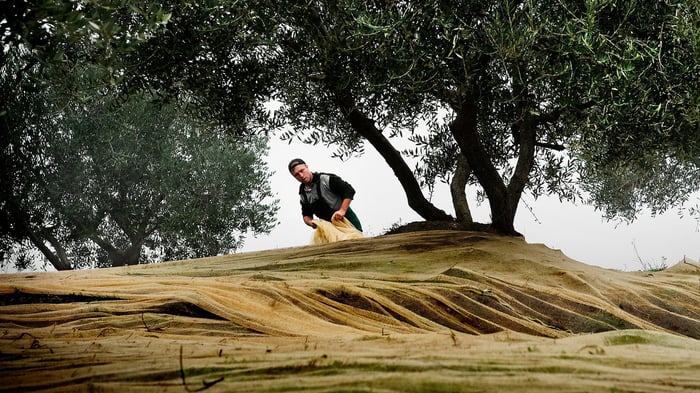 Olive Oil Times