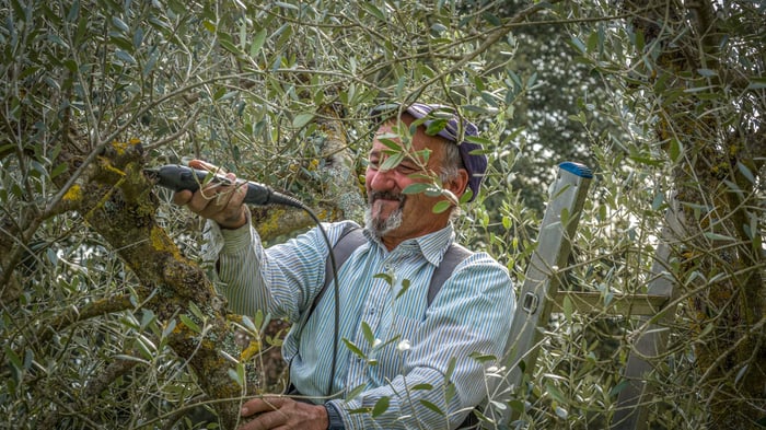 New Spray Could Protect Olive Trees from Xylella | Olive Oil Times