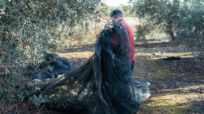 Tausendjhriger Olivenbaum, der Invasionen und Krankheiten berstanden hat,  in Spanien gewrdigt | Olive Oil Times