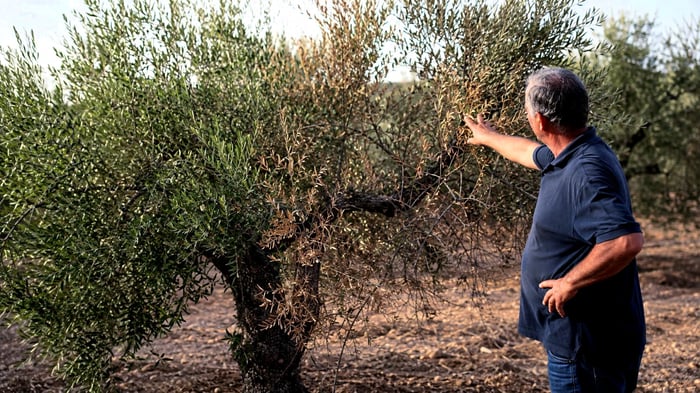 Auf Kreta wird ein Olivenbaum-Garten des Friedens eingeweiht | Olive Oil  Times
