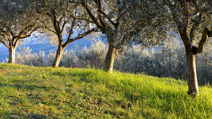 A Sanctuary for Mendoza's Ancient Olive Trees | Olive Oil Times