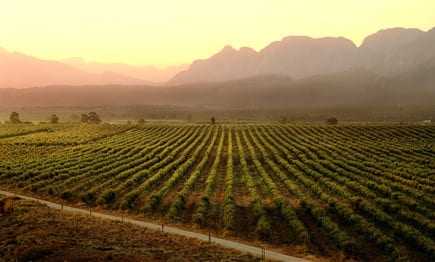 Rows of crops stretch across a field at sunset with mountains in the background.