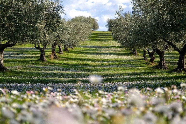 A winning olive oil landscape: Extrascape is also a photographic contest
