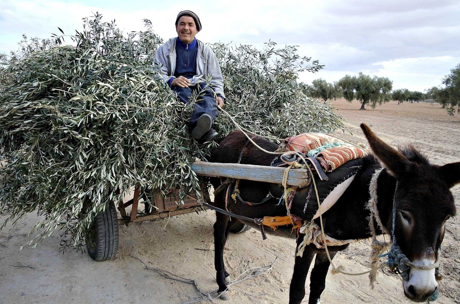A man seated on a donkey cart filled with olive branches in a rural setting. - Olive Oil Times