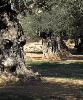 A row of mature olive trees with textured trunks and green foliage along a pathway. - Olive Oil Times