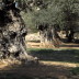 A row of mature olive trees with textured trunks and green foliage along a pathway. - Olive Oil Times