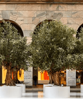 Several olive trees in white display pots arranged in a row under an archway. - Olive Oil Times
