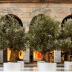 Several olive trees in white display pots arranged in a row under an archway. - Olive Oil Times