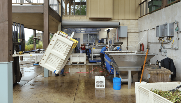 Interior of an olive oil production facility with equipment and workers in action. - Olive Oil Times