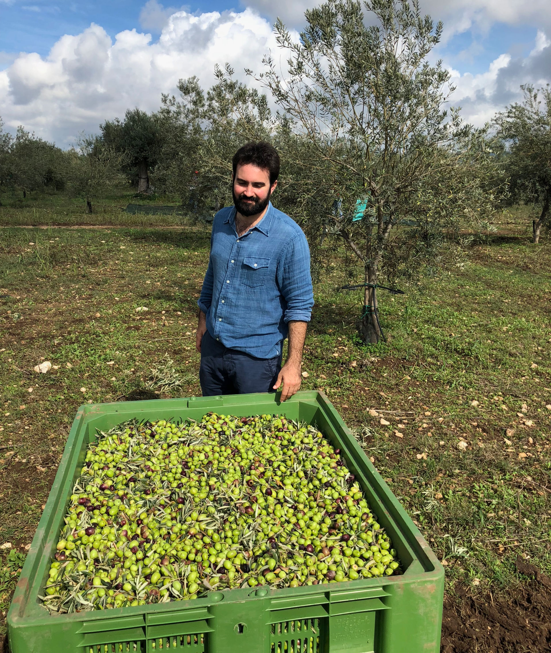Aceitunas ecológicas Tonda Iblea recién recolectadas en Vincenzo Paterno’ di Spedalotto, en Chiaramonte Gulfi, Ragusa, Sicilia