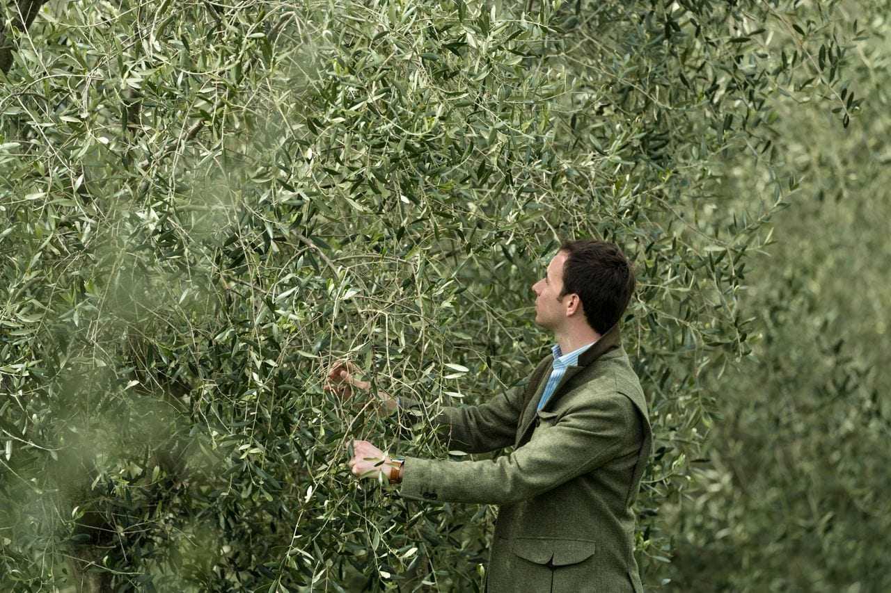 Matteo Frescobaldi inspecciona los olivos responsables de su galardonado Laudemio