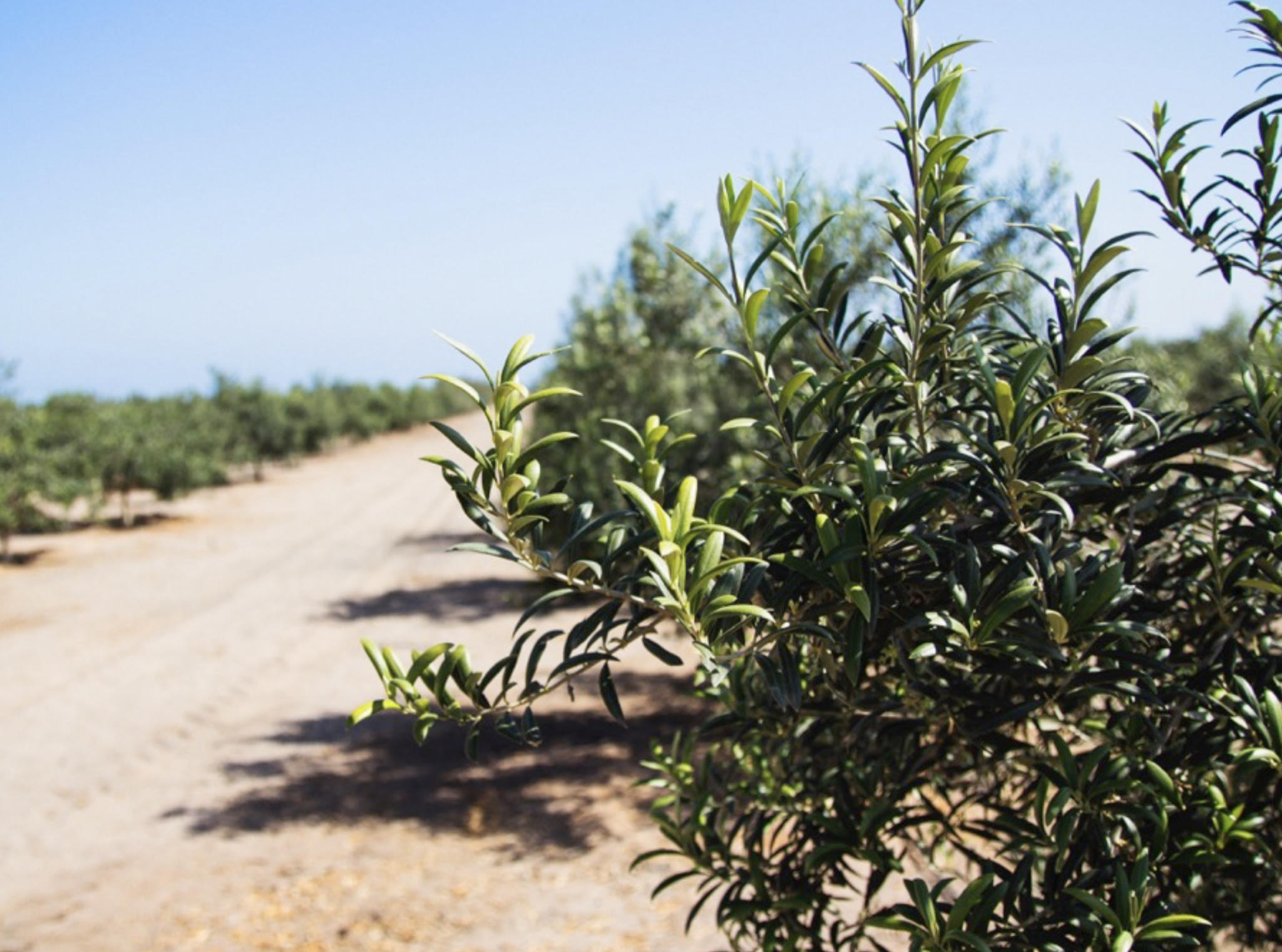 Olive tree branches in focus, with a dirt path and more trees in the background under a clear blue sky.