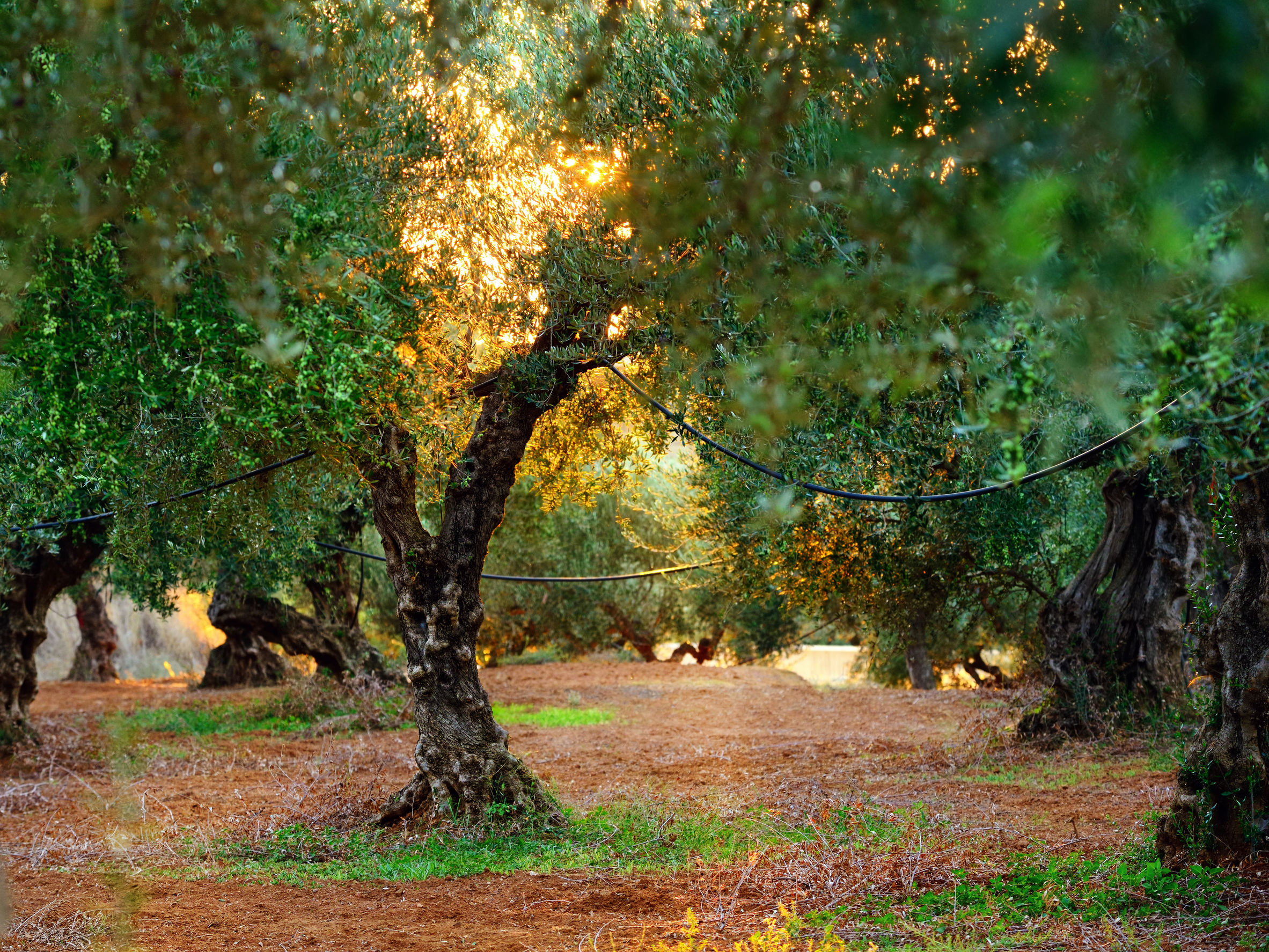 olivenbaum pflege buch Olivenbaum (Olea Europaea) | Mediterranes Flair