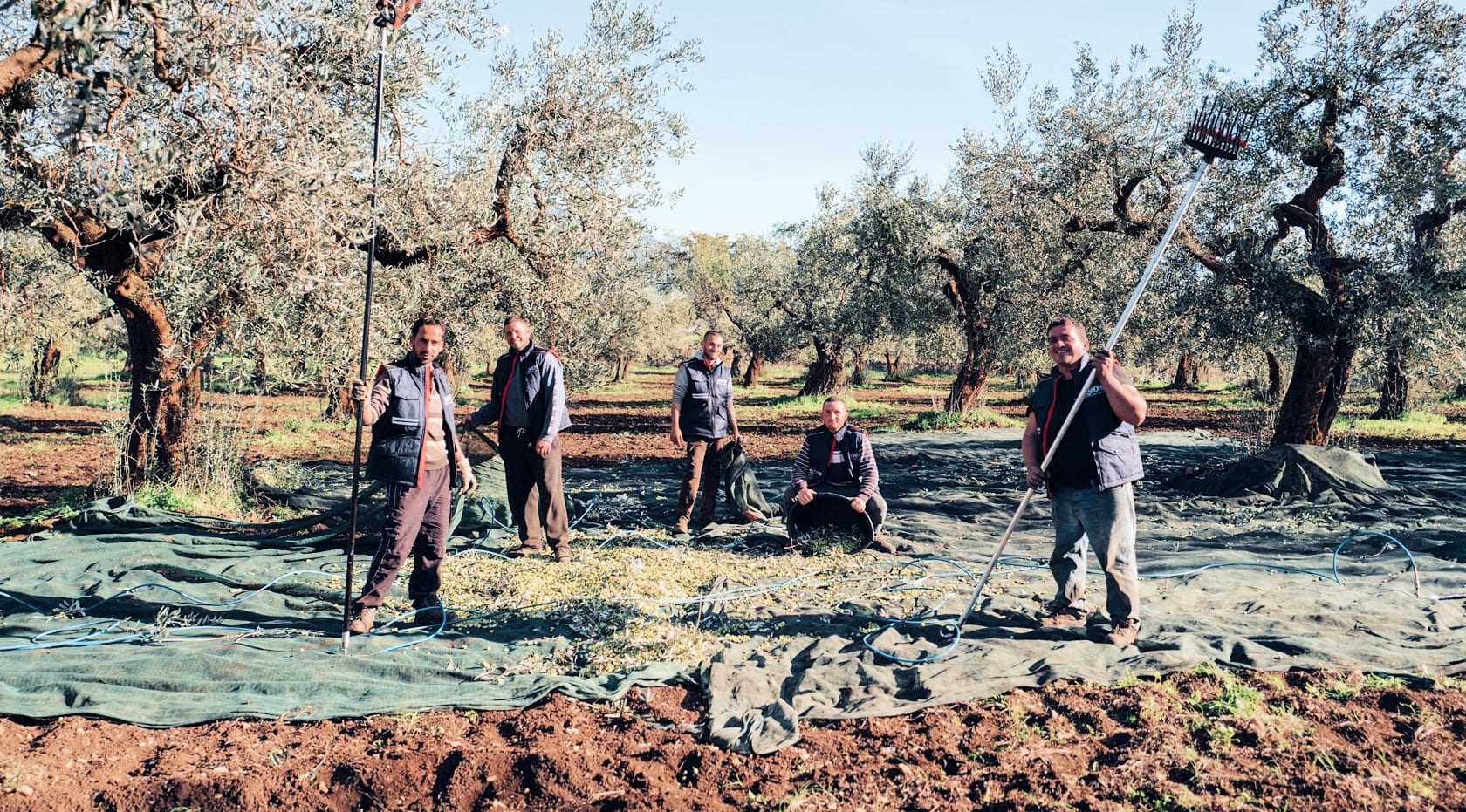 A harvest team at BioOrto