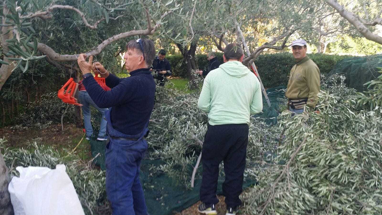 Ο Aletto πιστεύει ότι η αλληλεγγύη και οι κοινωνικοί δεσμοί είναι βασικά συστατικά της κουλτούρας του ελαιολάδου στη Σικελία.