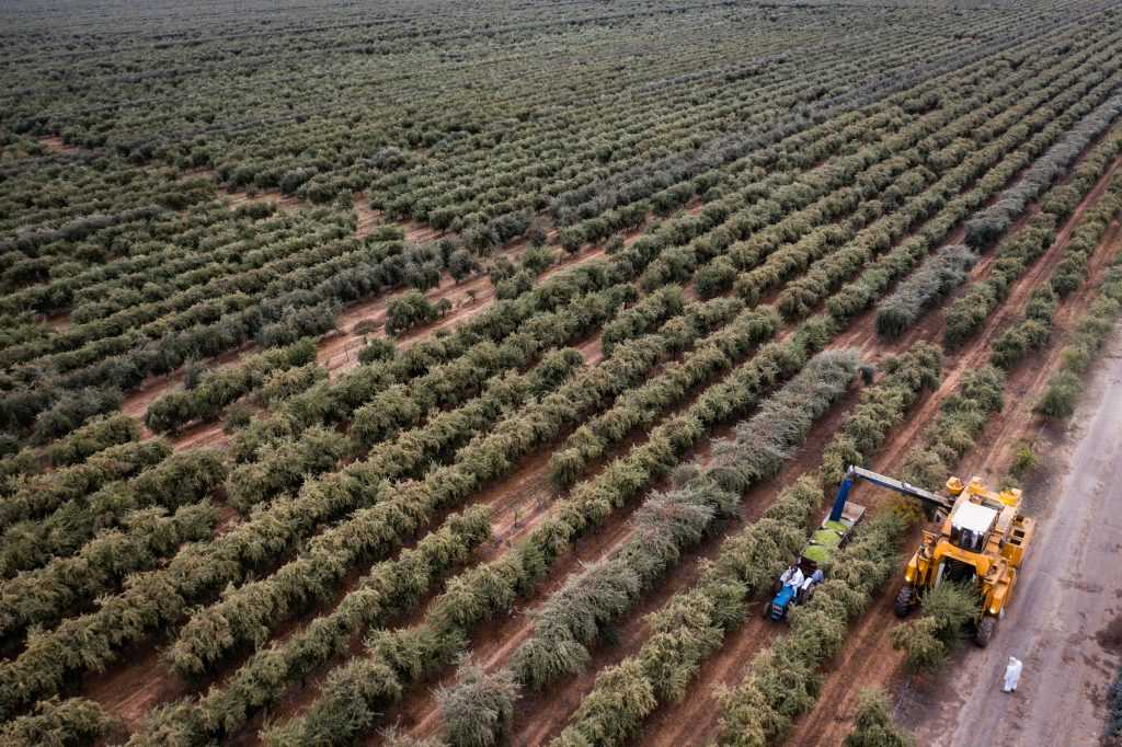 Patrick Ricchiuti planted super-high-density olive groves in 2008, after seeing the potential of olive oil production in the Golden State.