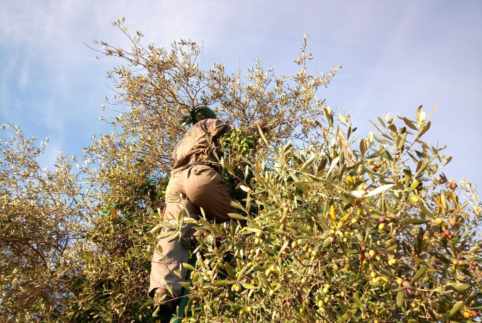 A person climbs an olive tree, gathering olives under a clear blue sky.