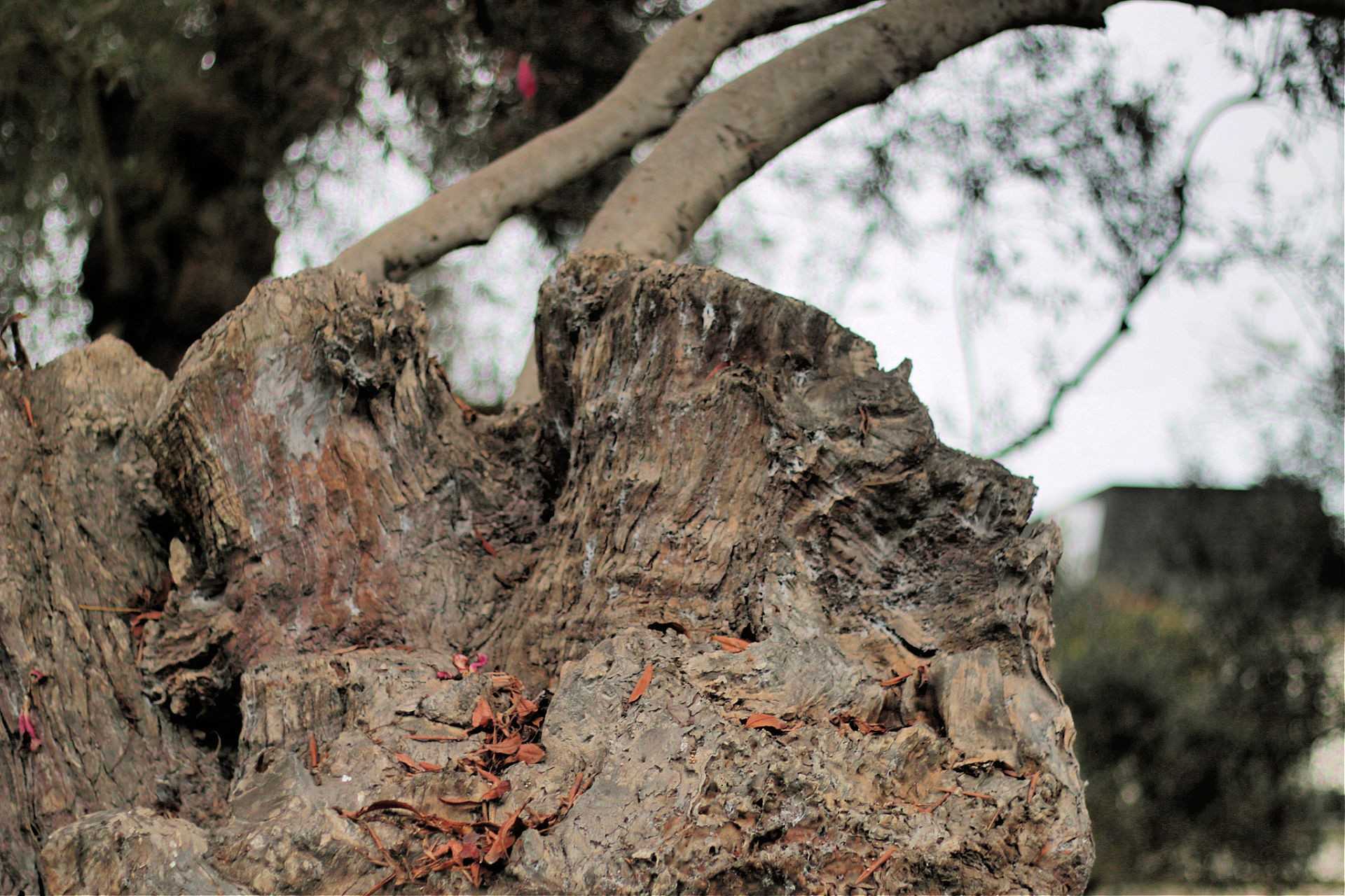 A heritage olive tree in Chimalhuacán, Mexico