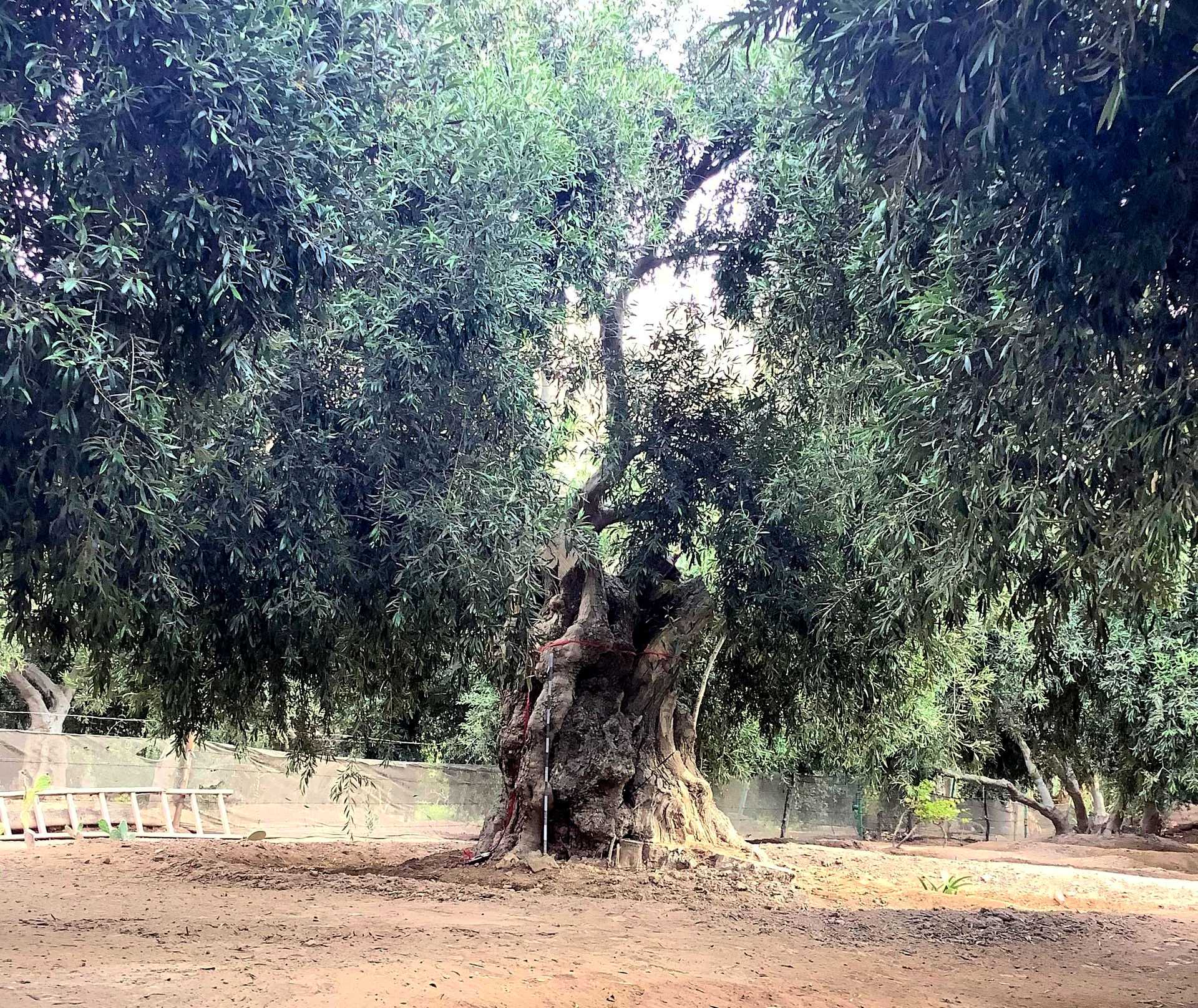 Questo albero di 400 anni a Ilo, in Perù, è stato tra quelli riconosciuti.