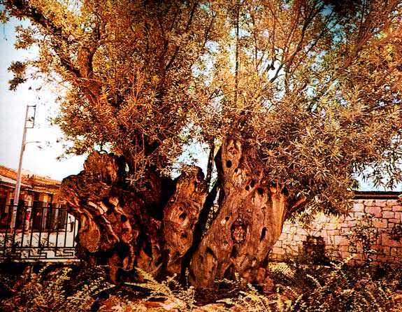 Plato’s Olive Tree before a bus sheared off all but the trunk in 1976