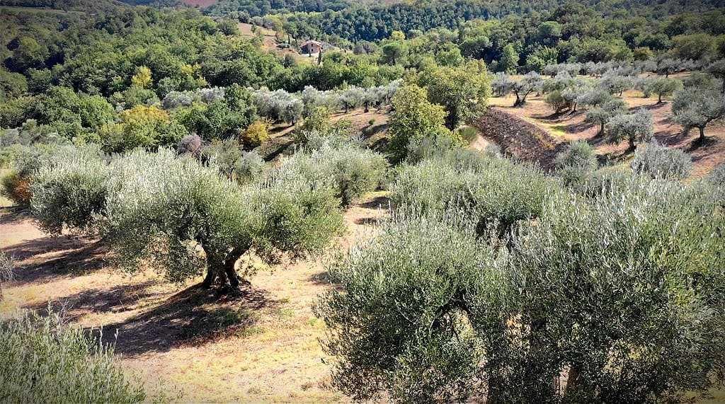 Olive trees spread across a hillside, surrounded by lush green forests and a clear blue sky.
