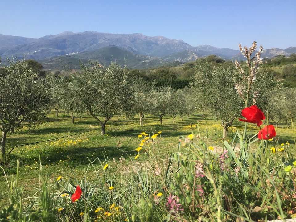 Photo : Domaine Petricajola