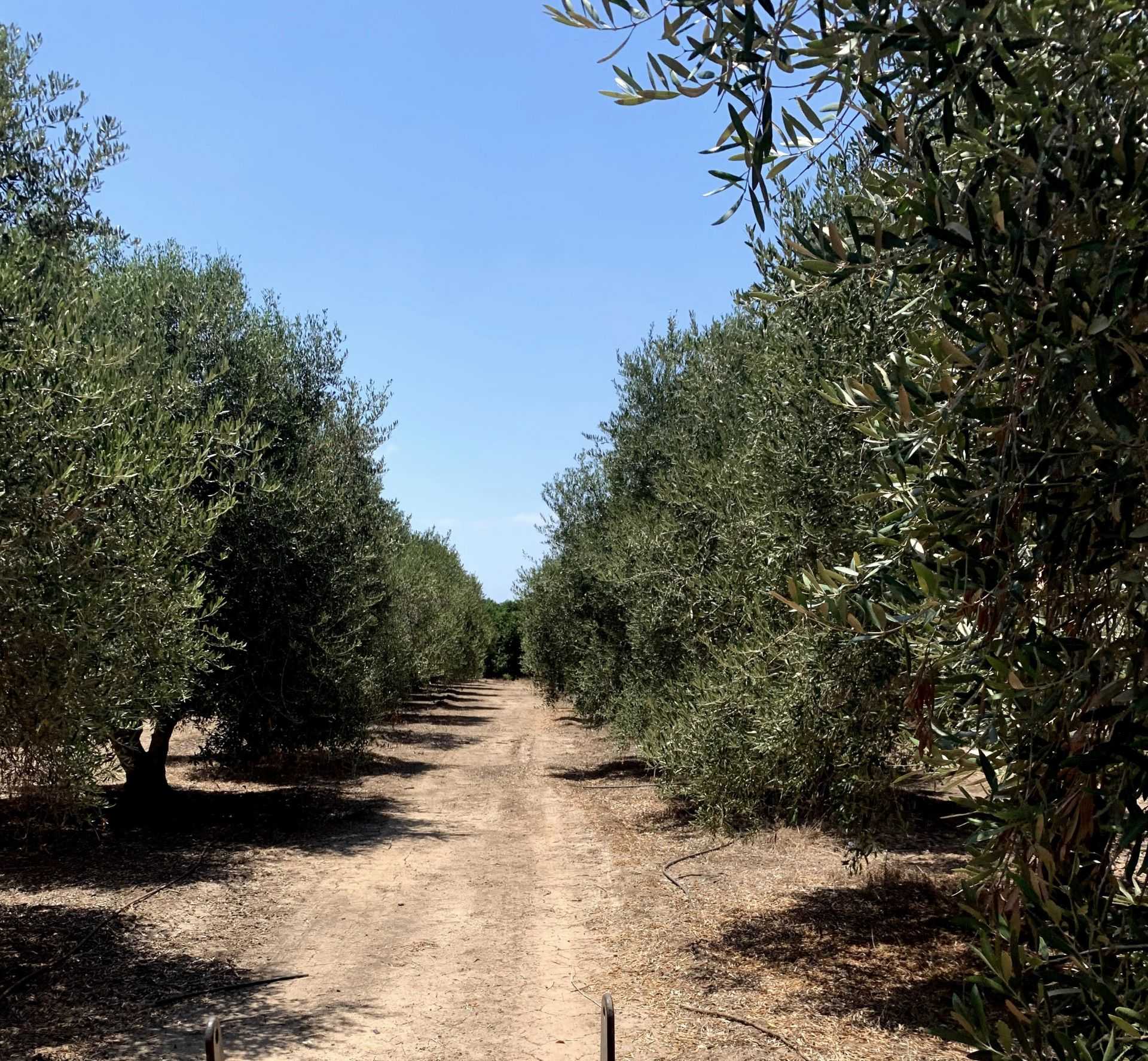 Foto: Azeite Premium de Jerusalém da BVS
