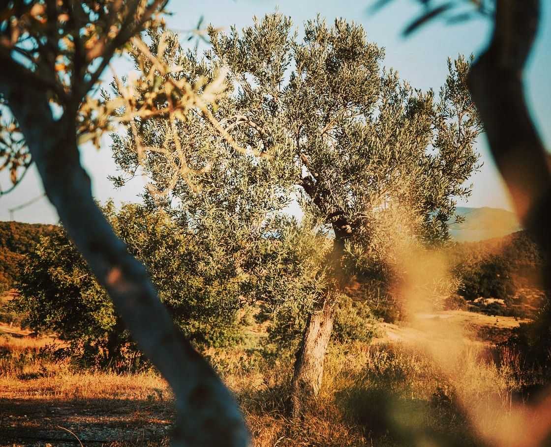 Photo: Argolio