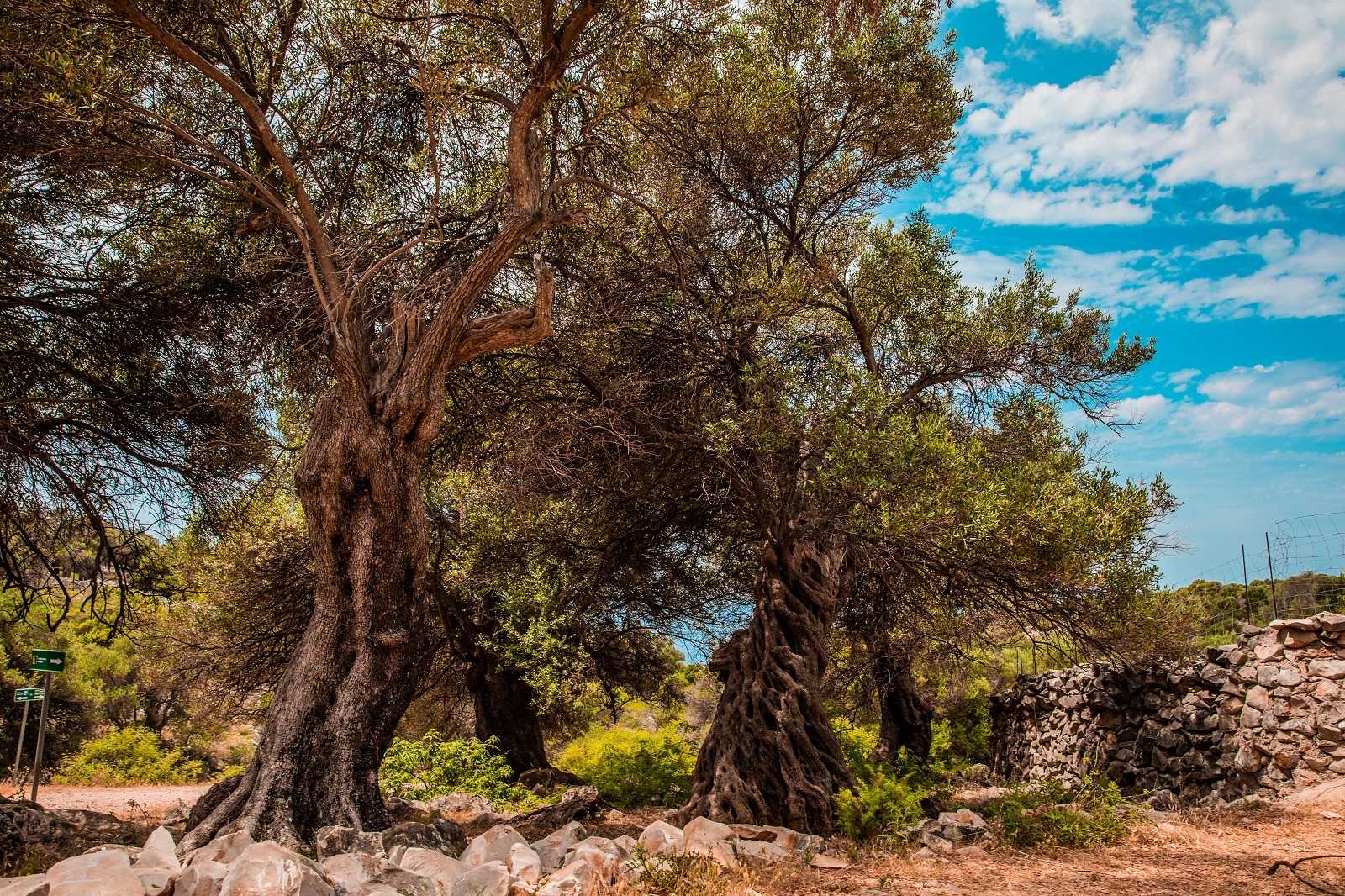 Preisgekrnter Produzent will in Kroatien natives Olivenl extra aus  jahrtausendealten Bumen herstellen | Olive Oil Times