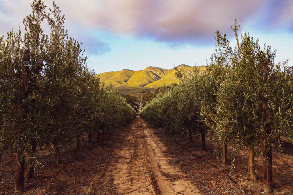 Foto: Mardouw Olive Estate