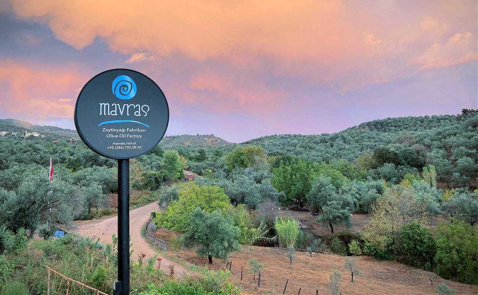 Photo: Mavras Olive Oil Company