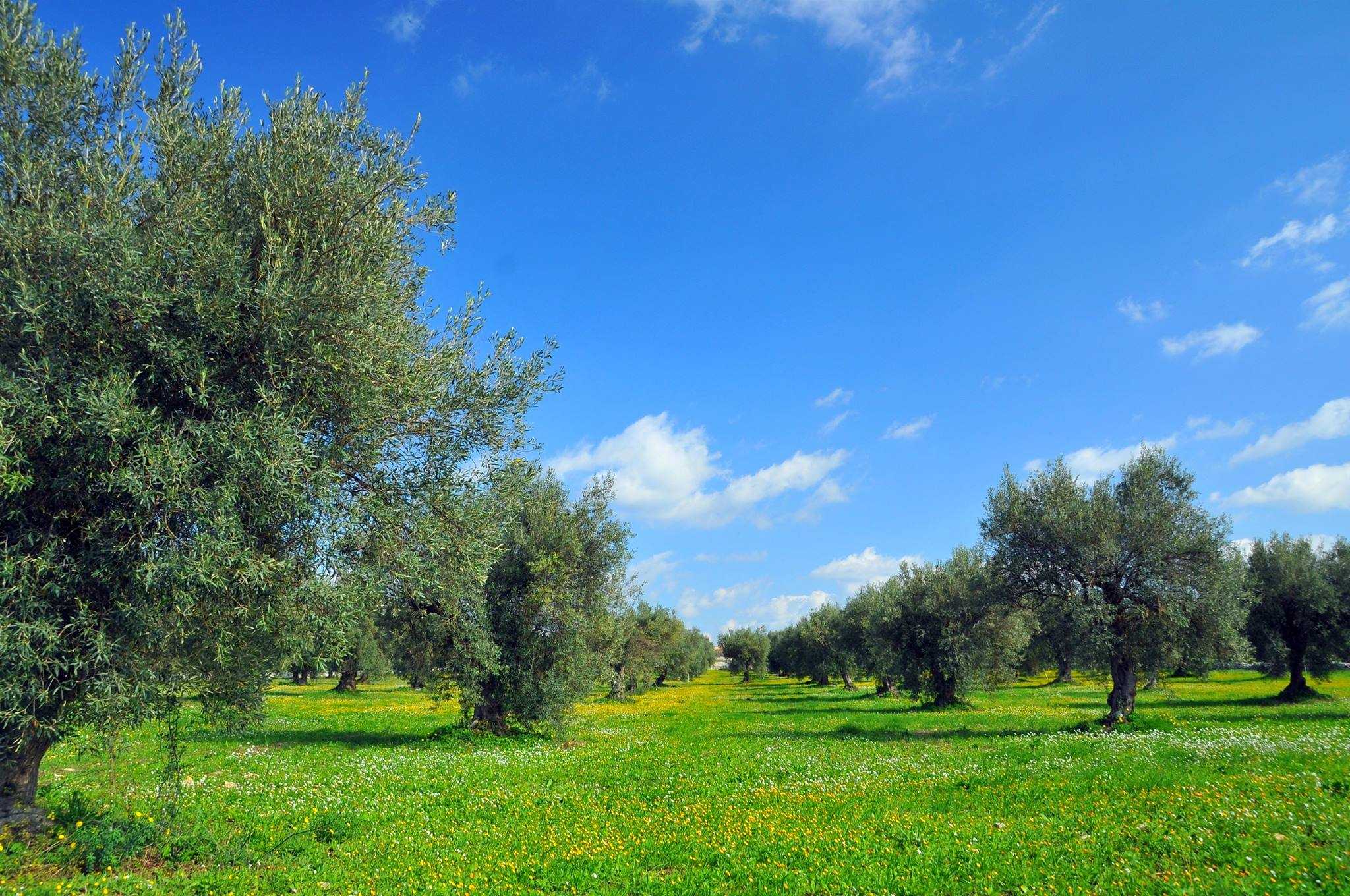 Photo: Olivottoil Cellino