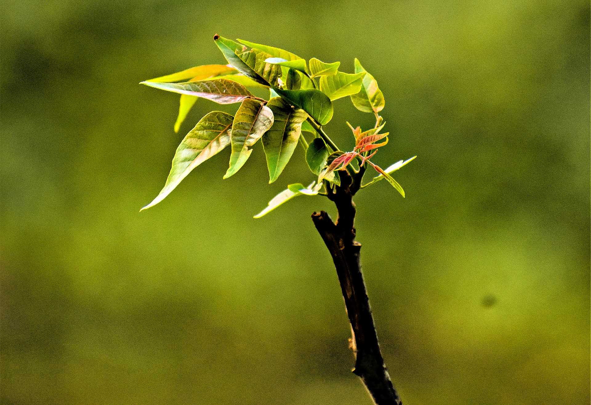 A young plant with vibrant green leaves grows from a thin stem against a blurred green background.