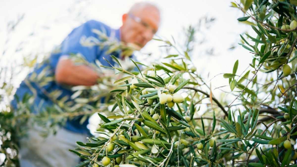 Whrend in Kroatien die Erntezeit beginnt, geben Behrden den Landwirten  Sicherheitstipps | Olive Oil Times
