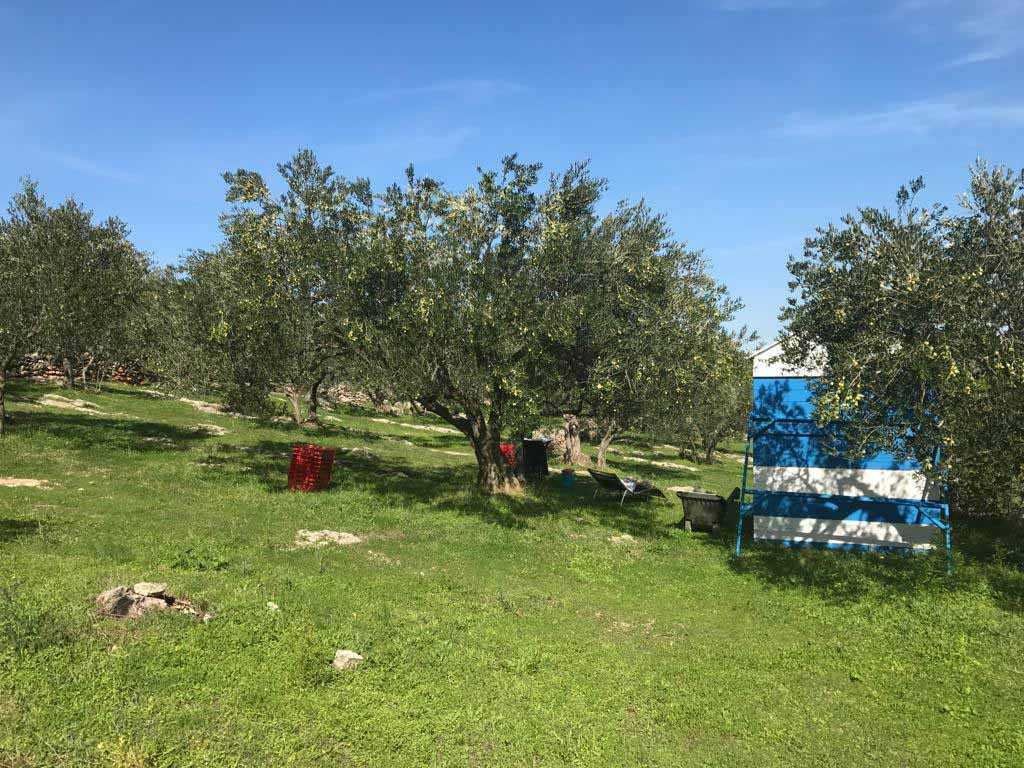 Olive trees scattered across a grassy landscape with harvesting equipment and storage crates nearby.