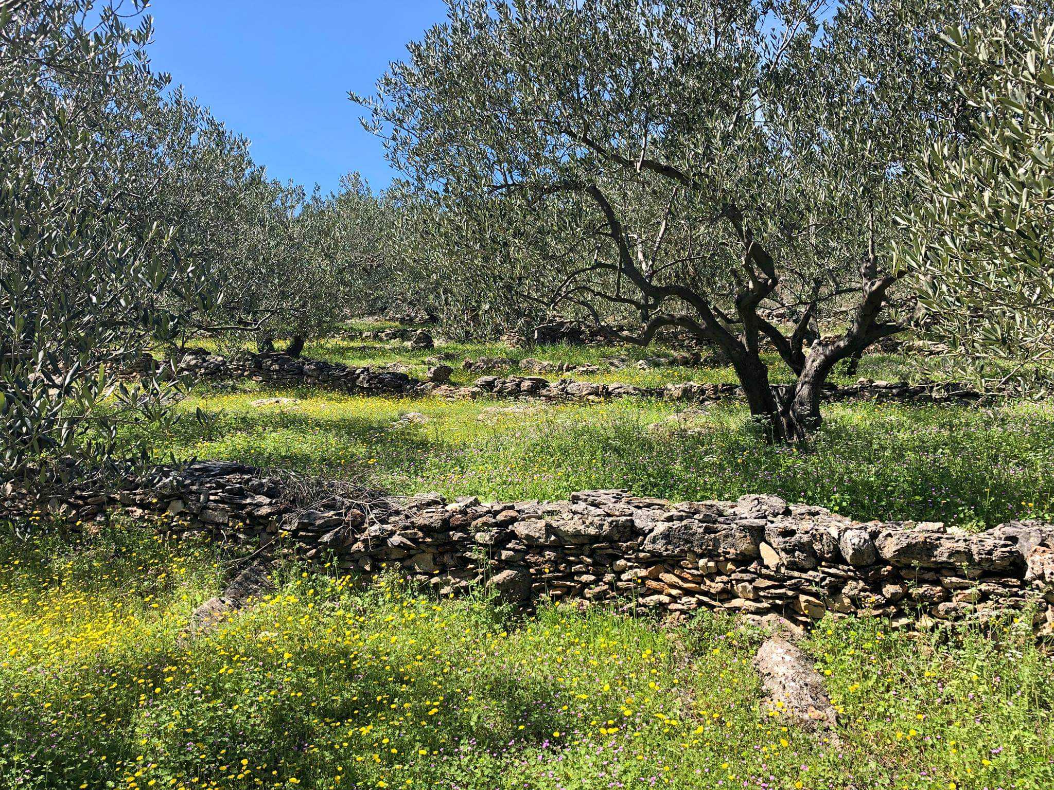 Olive trees grow among green grass and wildflowers, with stone walls marking the landscape.
