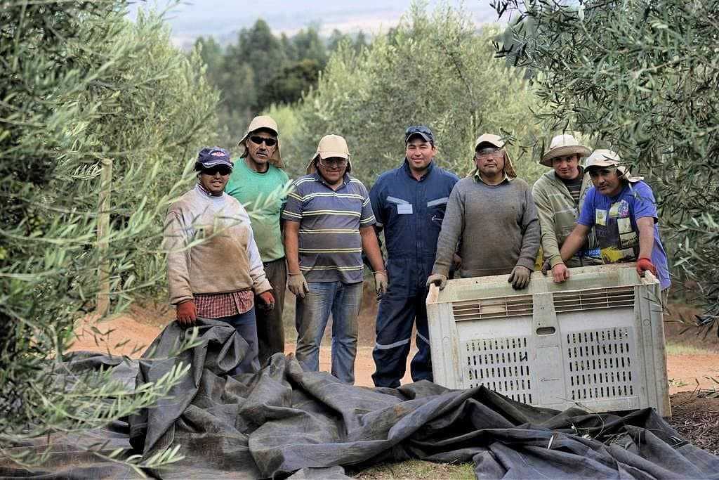 Foto: Agrícola Pobeña