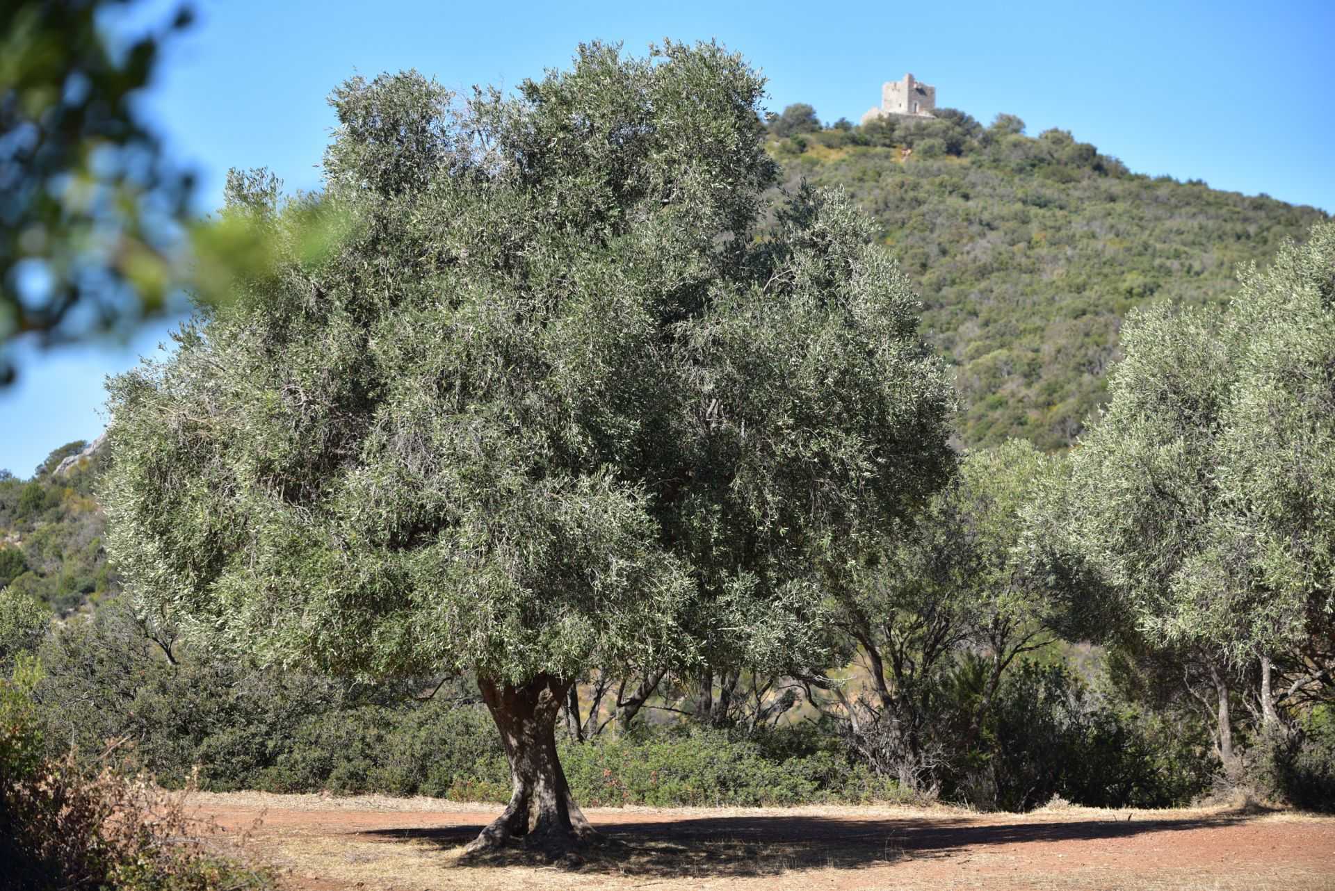A large olive tree in the foreground with a distant hilltop structure visible in the background.