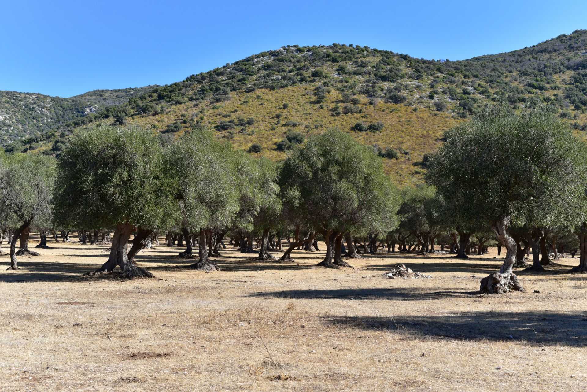 Olive trees grow on arid land with a hillside in the background under a clear blue sky.